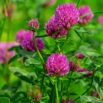 red-clover-2