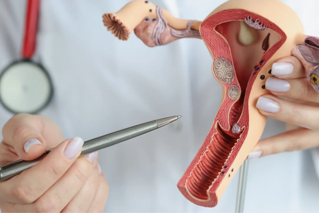 Medicinski model ženskog reproduktivnog sustava tijekom objašnjavanja anatomije klitorisa