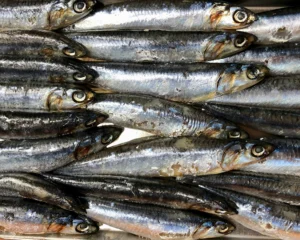Svježe srdele kao prirodni izvor omega-3 masnih kiselina za podršku kortizolu i hormonalnoj ravnoteži